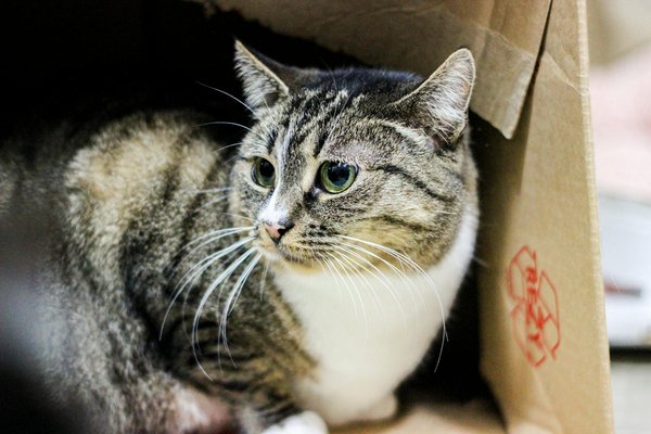 Enhancing athletic performance: how multi-sensory training rooms revolutionize various sports